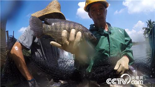 致富经：渔夫会武术 赚钱有招数(20170925)