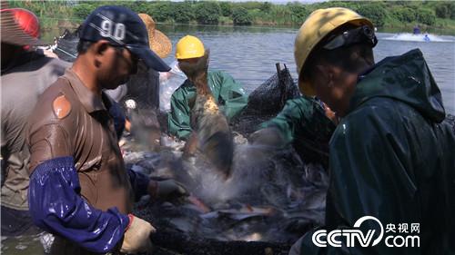 致富经：渔夫会武术 赚钱有招数(20170925)