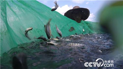 致富经：渔夫会武术 赚钱有招数(20170925)