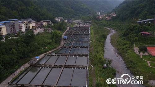 致富经：古老大鱼 肚里生金(20179827)