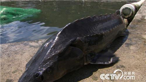 致富经：古老大鱼 肚里生金(20179827)