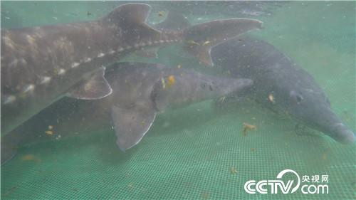 致富经：古老大鱼 肚里生金(20179827)