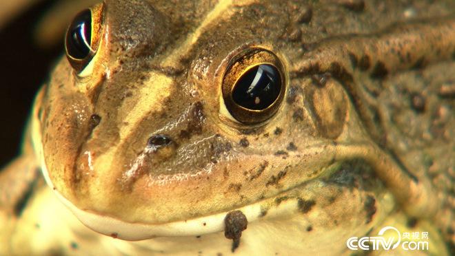 致富经:蔡疯子养蛙 千万财富全靠挖（20171009）