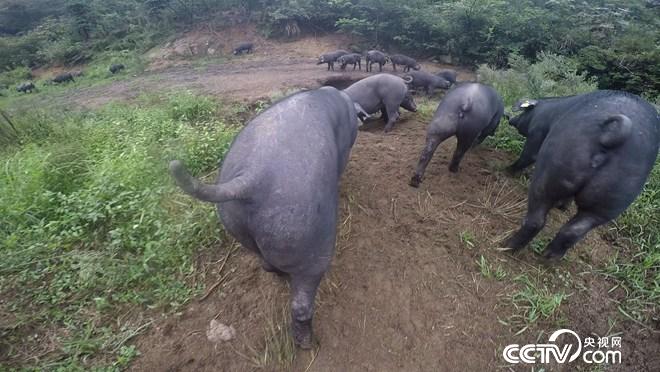 致富经：让懒猪变勤快 年入千万财(20171010)