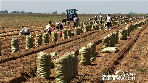 致富经：土里挖出金蛋蛋 一年卖出2000万（20171011）