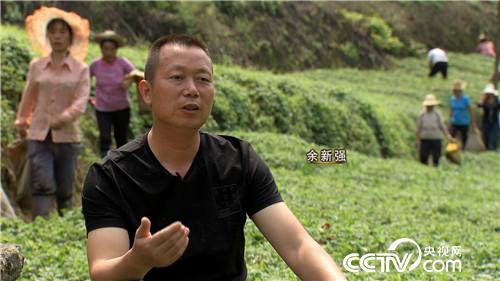 致富经：&ldquo;神草&rdquo;的惊人财富（20171016）