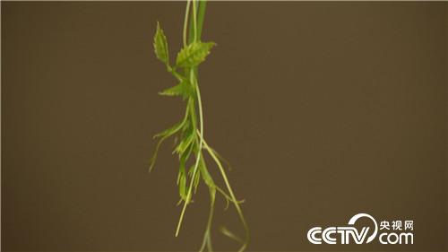 致富经：&ldquo;神草&rdquo;的惊人财富（20171016）