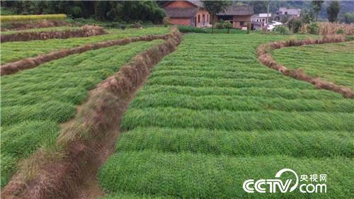 致富经：&ldquo;神草&rdquo;的惊人财富（20171016）