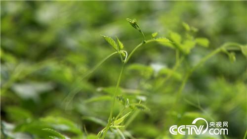 致富经：&ldquo;神草&rdquo;的惊人财富（20171016）