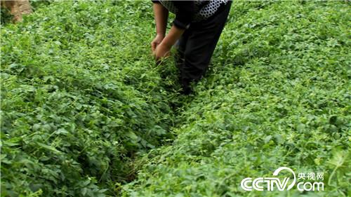 致富经：&ldquo;神草&rdquo;的惊人财富（20171016）