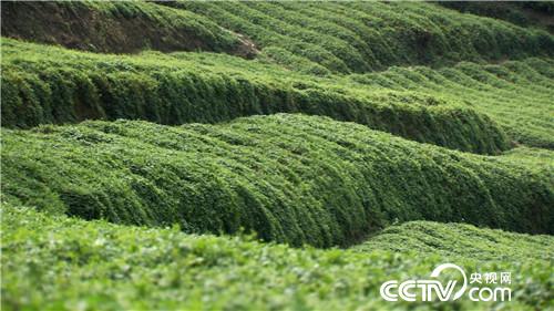 致富经：&ldquo;神草&rdquo;的惊人财富（20171016）