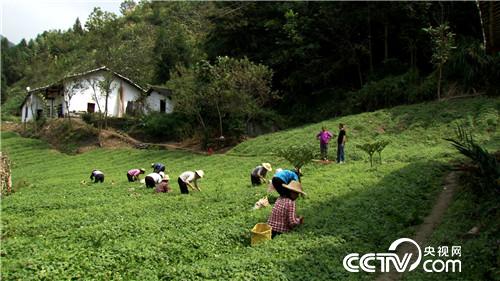 致富经：&ldquo;神草&rdquo;的惊人财富（20171016）