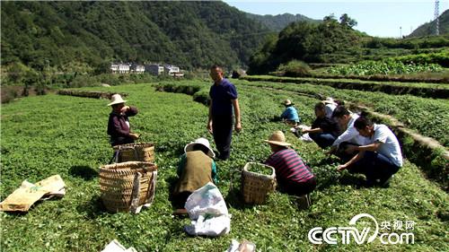 致富经：&ldquo;神草&rdquo;的惊人财富（20171016）