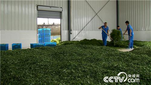 致富经：&ldquo;神草&rdquo;的惊人财富（20171016）