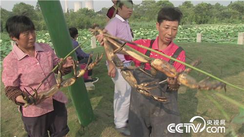 致富经：老爷们 女汉子 赚钱一个赛一个(20171020)