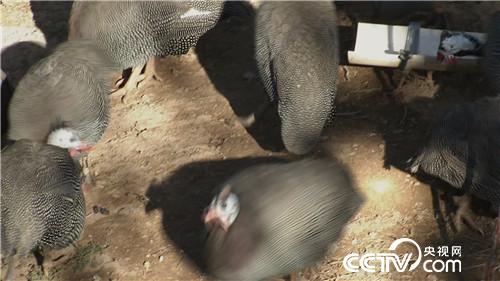 致富经：老爷们 女汉子 赚钱一个赛一个(20171020)