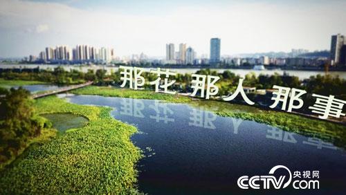 乡土节目看点：那花 那人 那事 11月3日