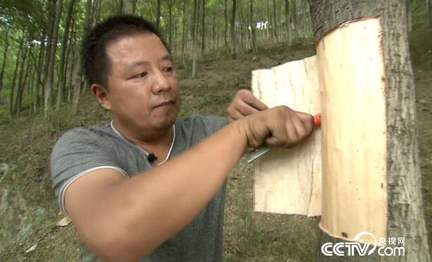 绿色时空：大树姓&ldquo;杜&rdquo; 浑身是宝 11月12日