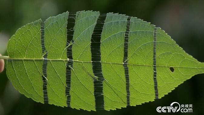 绿色时空：大树姓&ldquo;杜&rdquo; 浑身是宝 11月12日