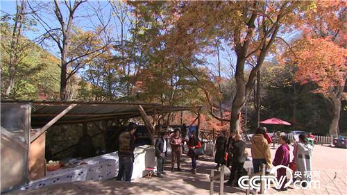 乡土节目看点：枫林深处有人家 11月16日