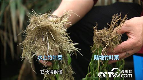 致富经：水面上漂来的财富(20171120)