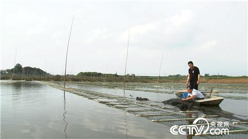 致富经：水面上漂来的财富(20171120)