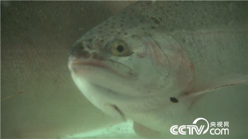 致富经：他的财富最怕热 偏偏要在火城求(20171121)