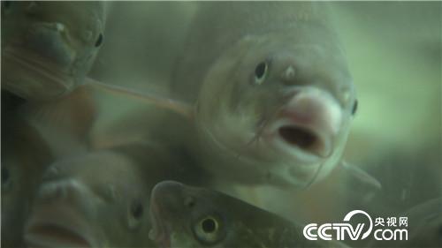 致富经：他的财富最怕热 偏偏要在火城求(20171121)