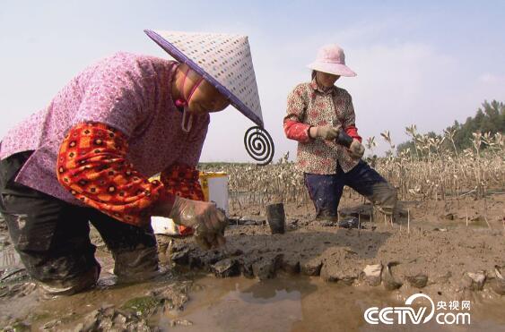 绿色时空：红树林里捞出意外财 11月26日