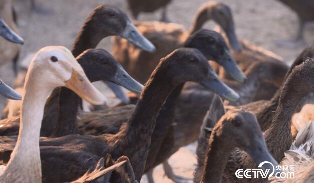 绿色时空：红树林里捞出意外财 11月26日