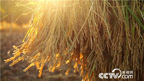 致富经：扛麻袋小伙被骗之后 发了(20171123)