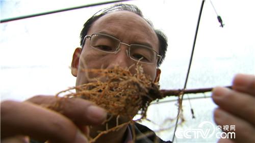 致富经：因为红色之爱 银行行长辞职了(20171129)