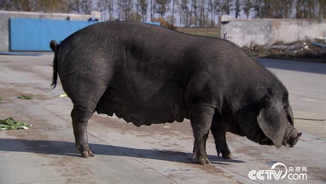 被白菜包养的黑猪肉，竟然这么美？