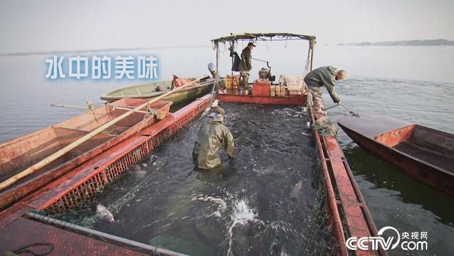 乡土：水中的美味 12月15日