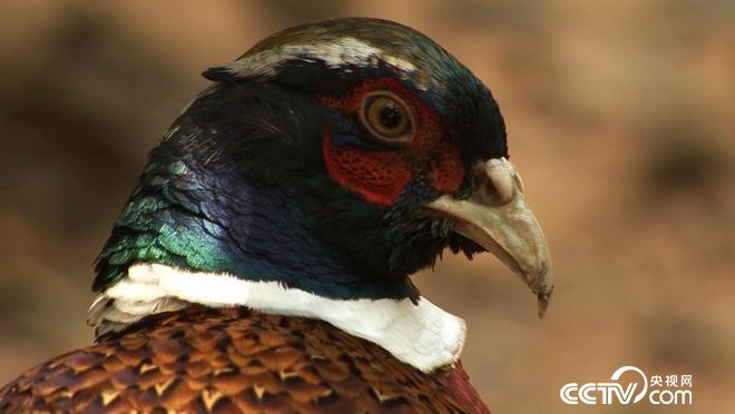 他拼命省钱 却有钱不赚 图啥？