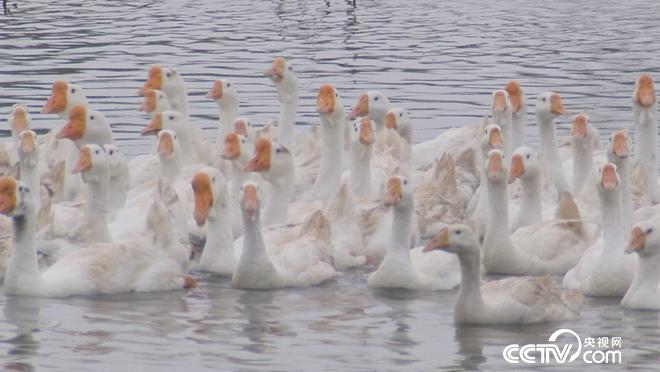 乡土：家里的味道