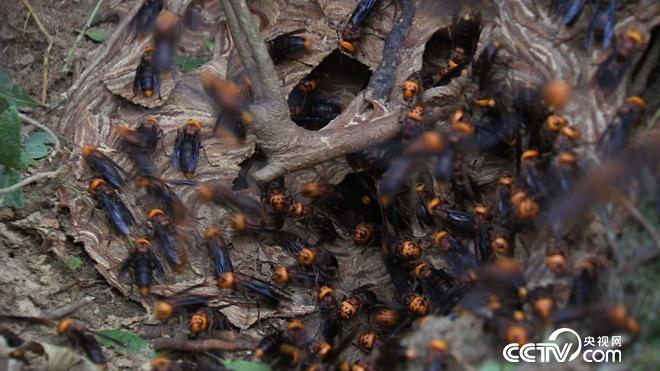 我和杀人蜂的60天