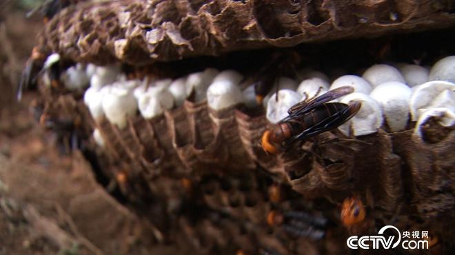 我和杀人蜂的60天