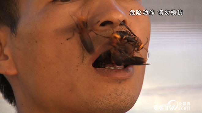 我和杀人蜂的60天