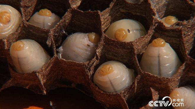 我和杀人蜂的60天