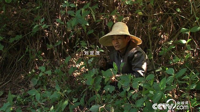 我和杀人蜂的60天