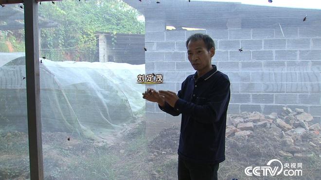 我和杀人蜂的60天