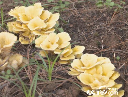 绿色时空：养&ldquo;菌&rdquo;有道巧赚钱 12月24日