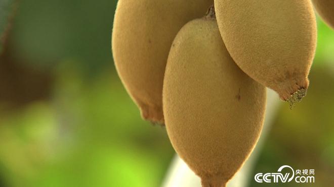 穷小伙发财后 700万买下一堆柴火棍儿