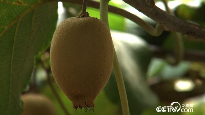 穷小伙发财后 700万买下一堆柴火棍儿