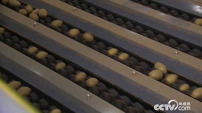 穷小伙发财后 700万买下一堆柴火棍儿