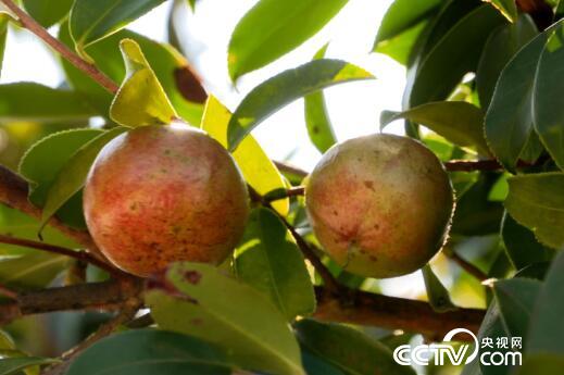 绿色时空：与&ldquo;茶&rdquo;结缘 扶贫加&ldquo;油&rdquo; 12月31日