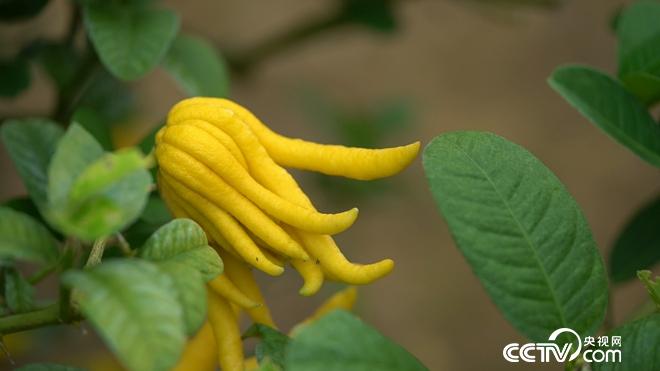 [致富经]张开手指 一亩能卖60万