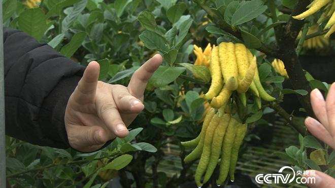 [致富经]张开手指 一亩能卖60万