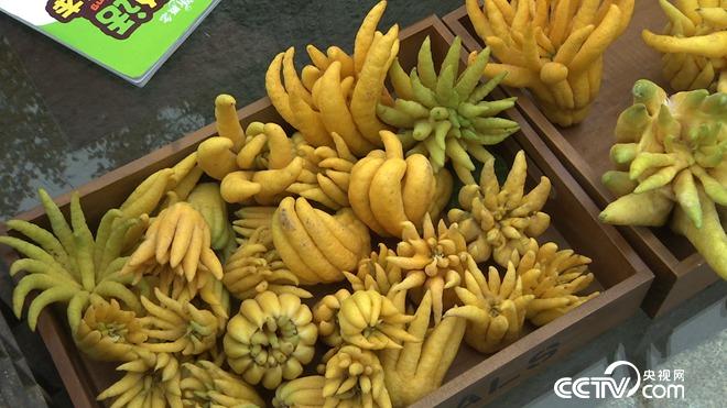 [致富经]张开手指 一亩能卖60万